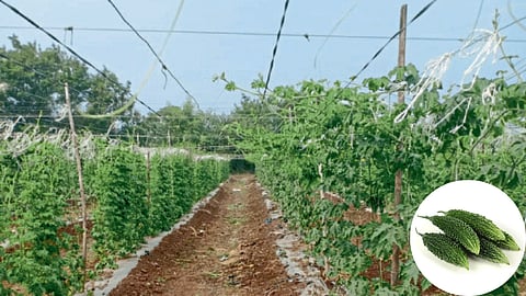 Bitter Gourd