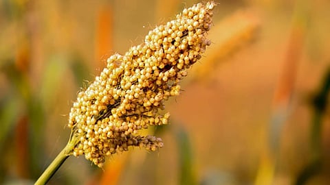 Jowar Shalu Prices