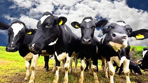 Cow Ear Tagging 