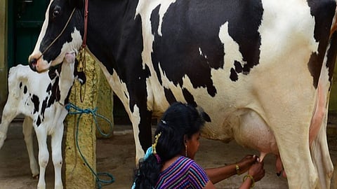 Milk and Animal Feed Price