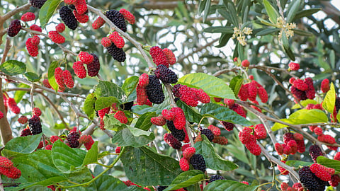 Tuti Fruit 
