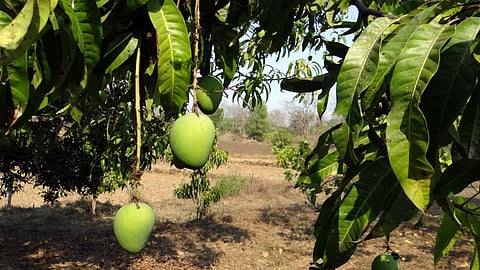 Mango 