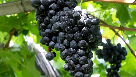 Grape
