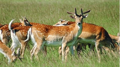 Wild Animal