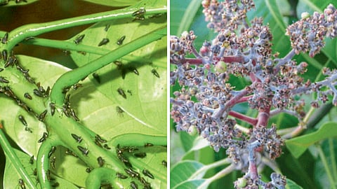 Agriculture Disease