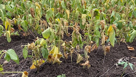 Soybean Crop 