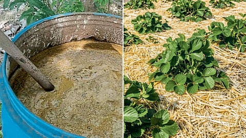 Agriculture 
