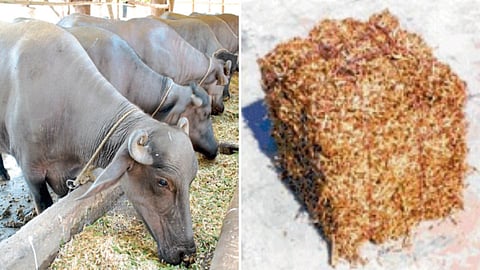 Animal Feed