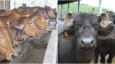 Cow and Buffalo
