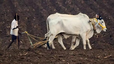 Rabi Sowing