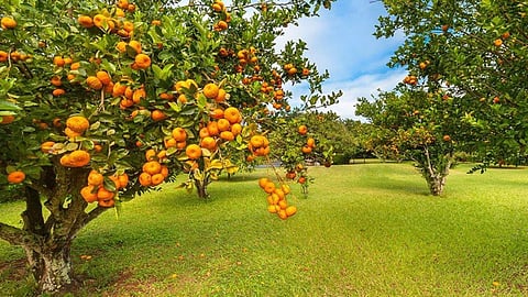 Horticulture 