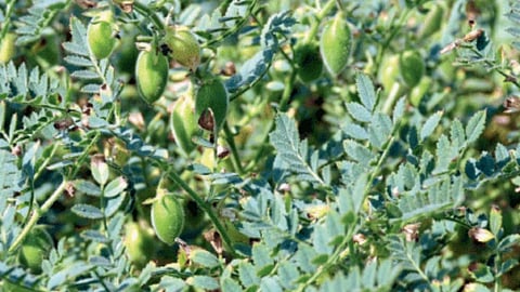 Chana Pest