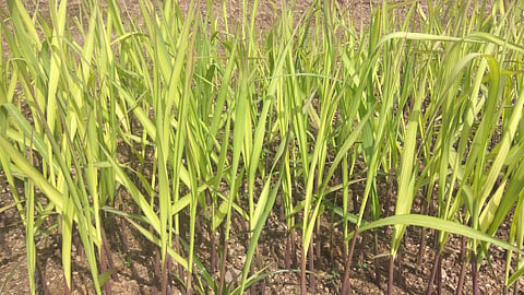 Sugarcane Seedlings