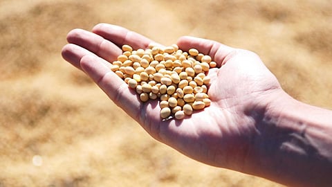 Soybean