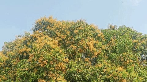 Mango Blossom