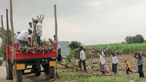 Sugarcane