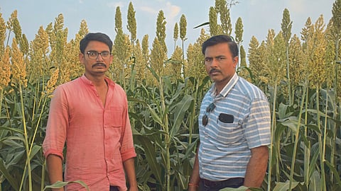 Jowar Crop