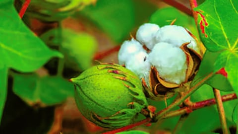 Cotton 