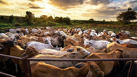 Livestock