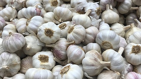 Garlic 