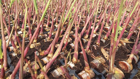 Sugarcane Seedling 