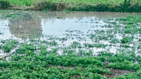 Crop Damage