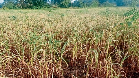 Onion Crop 