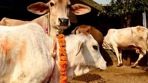Livestock