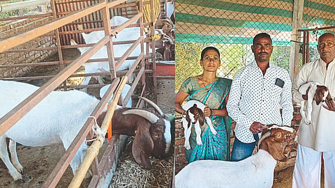 Goat Farming