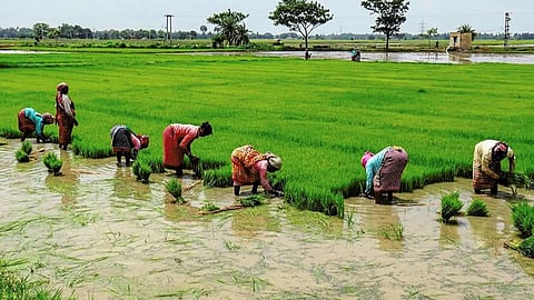 Paddy Plantation