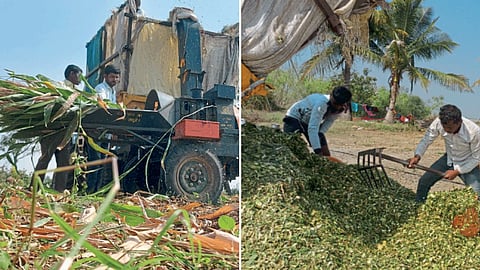 Fodder Production