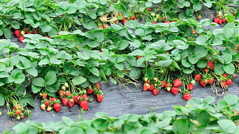 Strawberry Crop