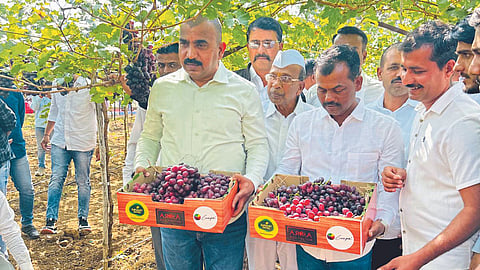 Arra Grapes 