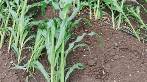 Crop Damage 