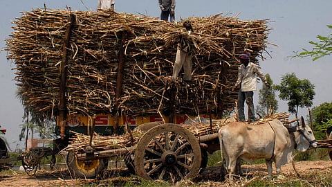 Sugarcane Season