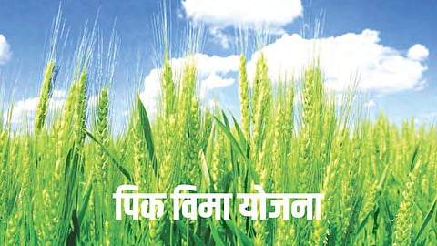 Crop Insurance