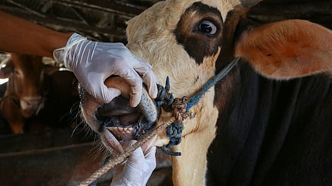 FMD Disease
