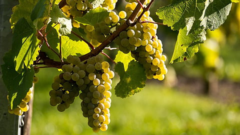 Grape