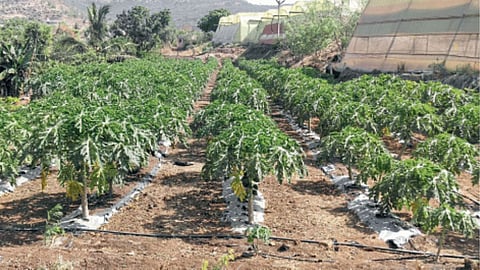 Papaya Farming