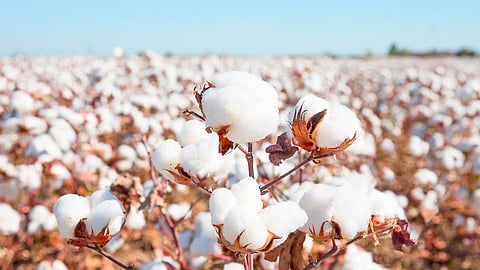 Cotton Rate