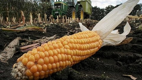 Maize Market