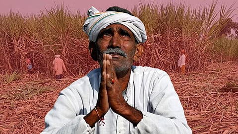 Sugarcane Farmer