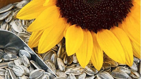 Sunflower