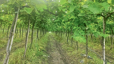 Grapes Rain Damage