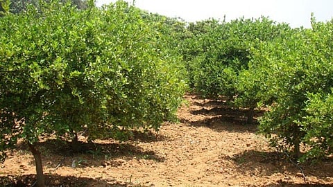 Citrus fruits