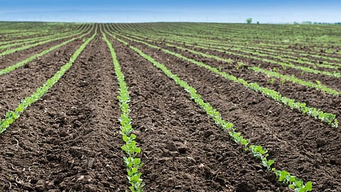 Soybean 
