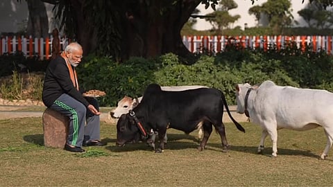 Narendar Modi Punganur Cow
