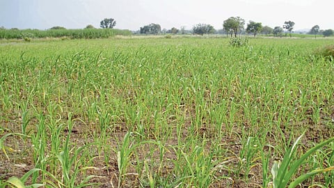Sorghum