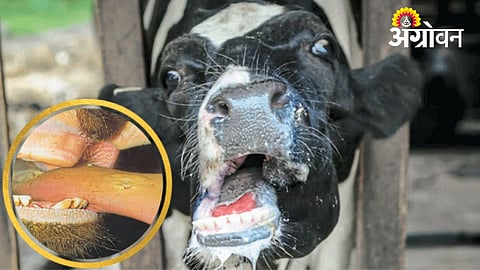Animal Vaccination