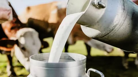 Milk Rate